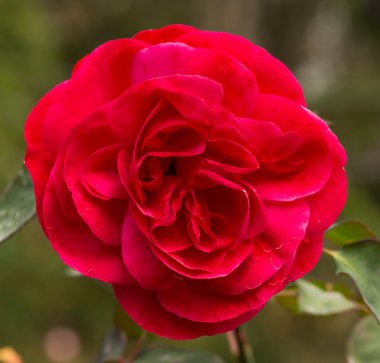 Bahçedeki güzel kırmızı gül