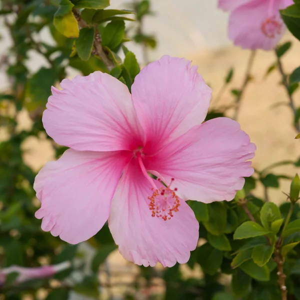 Hibiskus merah muda — Stok Foto