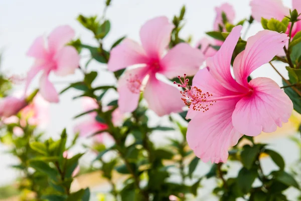 Hibisco-de-rosa — Fotografia de Stock