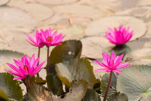 Pink color fresh lotus blossom — Stock Photo, Image