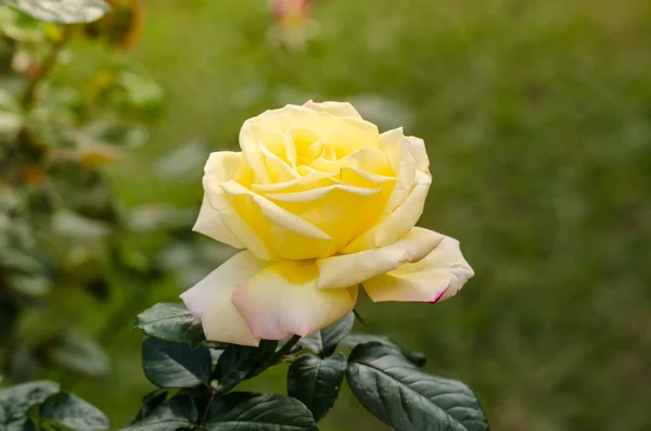 Rosa amarela bonita em um jardim — Fotografia de Stock