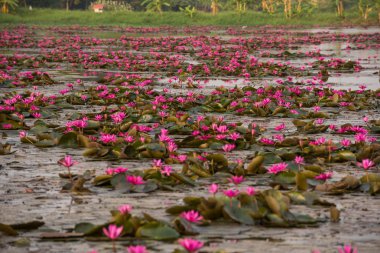 pembe renkli taze çiçek nilüferim
