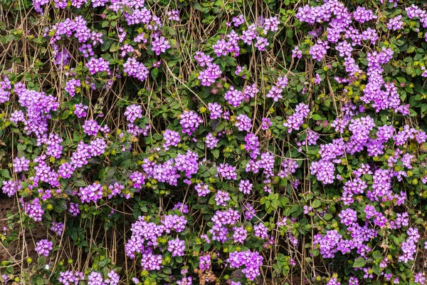Kwiaty na Starym laterite kamienne ogrodzenie — Zdjęcie stockowe