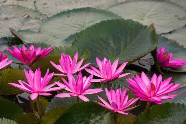 ピンク色の新鮮な蓮の花の花 — ストック写真