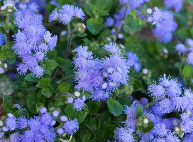 Güzel mavimsi Menekşe Ageratum çiçek yatakta