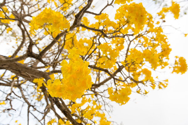 Серебряная труба
