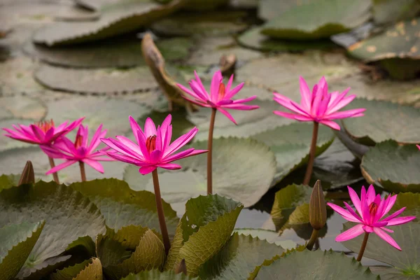 Couleur rose fleur de lotus frais — Photo