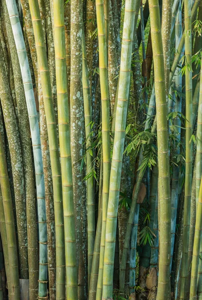 Big fresh bamboo grove in forest — Stock Photo, Image