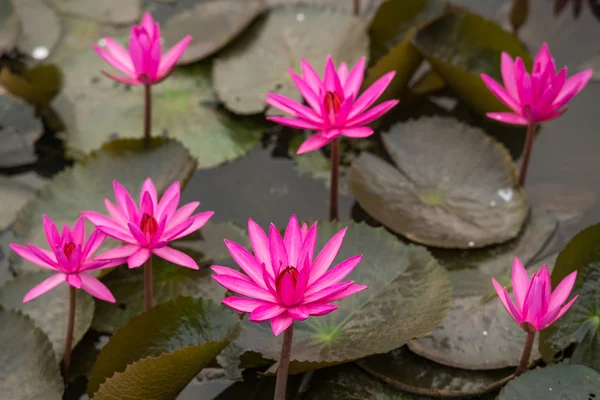 粉红色的颜色新鲜莲花 — 图库照片