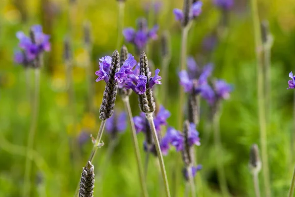 Lavendelblüten — Stockfoto