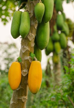 ağaca tutunan papaya 