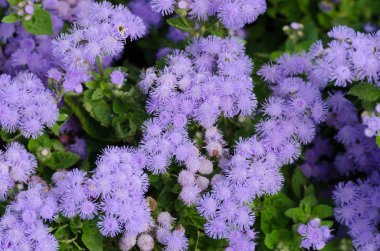 Güzel mavimsi Menekşe Ageratum çiçek yatakta