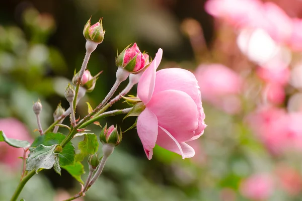 정원의 아름다운 분홍빛 장미 — 스톡 사진