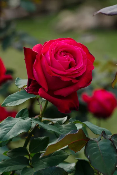 Hermosa rosa roja en un jardín —  Fotos de Stock