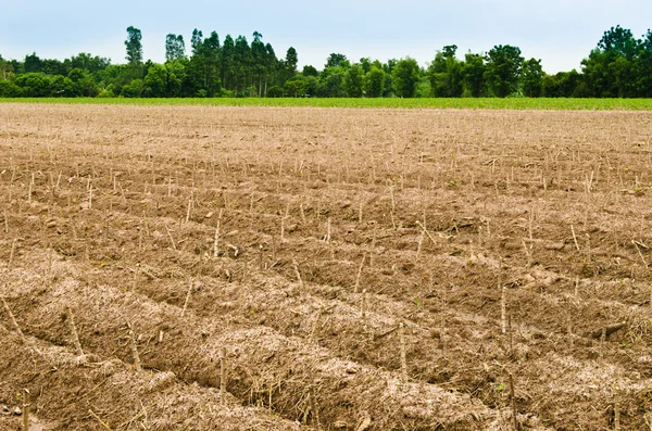 Cassava or manioc plant field — Stock Photo, Image