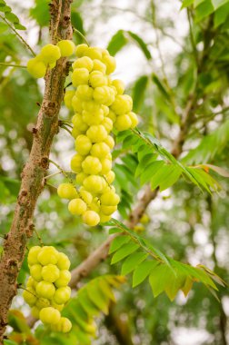 tre üzerinde yıldız bektaşi üzümü