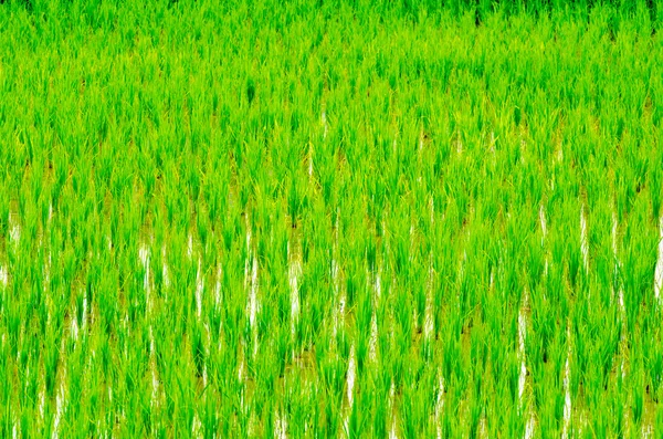 Broto de arroz jovem — Fotografia de Stock