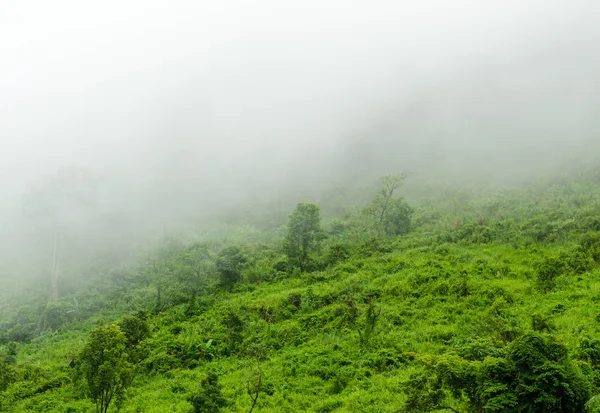 Forest on mountain and fog at sunrise — Stock Photo, Image