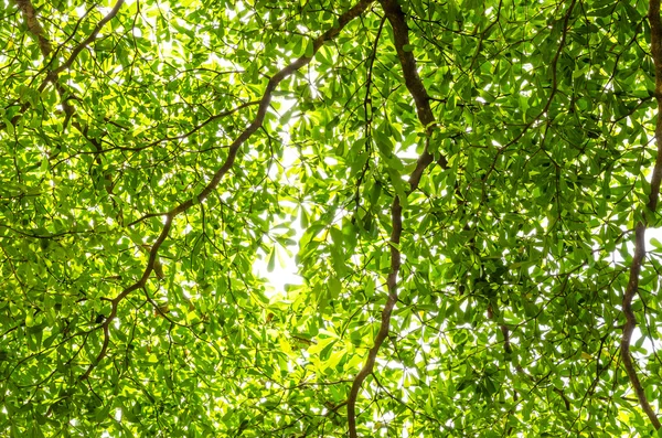 Green leave — Stock Photo, Image