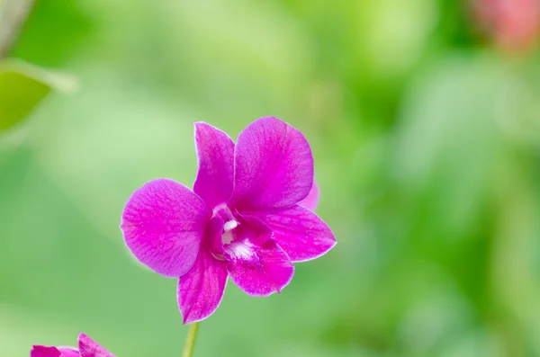 Primo piano Fiore di orchidee — Foto Stock