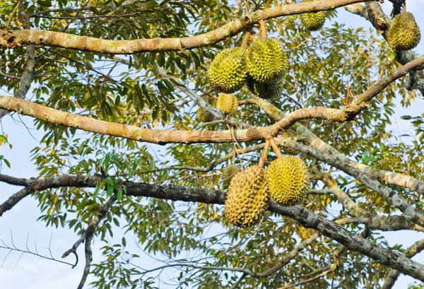 Fresh durians on the tree — Stock Photo, Image