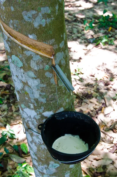 Tocar látex de un árbol de goma — Foto de Stock