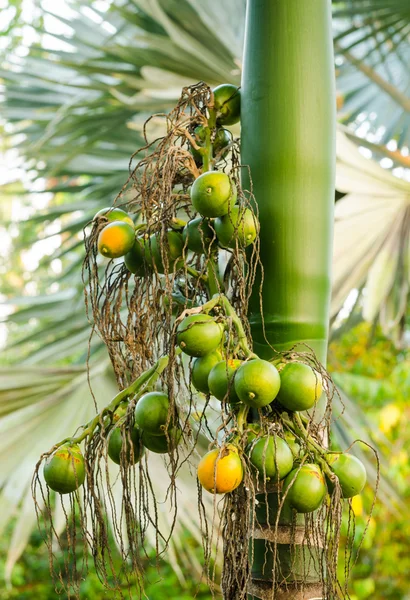 Dado areca maturo primo piano o Areca catechu, noce di betel crudo — Foto Stock