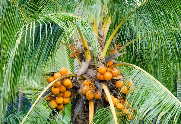 Orange color fresh coconut fruit on tree — Stock Photo, Image