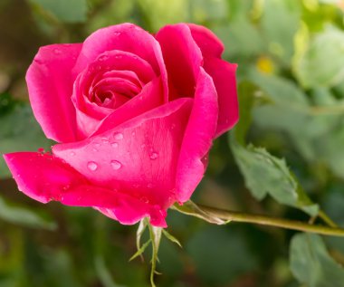 Bahçedeki güzel kırmızı gül