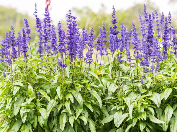 Lavender Flowers — Stock Photo, Image