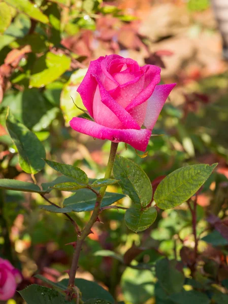 Schöne rosa Rose in einem Garten — Stockfoto