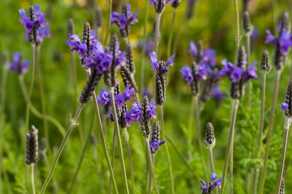 Lavendelblüten — Stockfoto