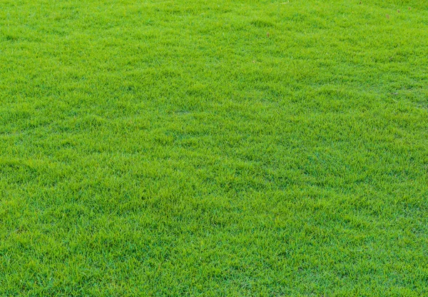 Green grass pattern from golf course at sunset tim — Stock Photo, Image