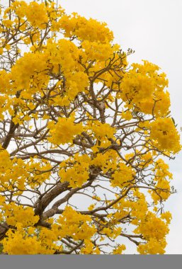 Gümüş trompet ağaç