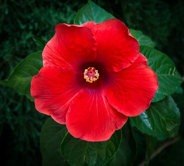 Цветок гибискуса — стоковое фото