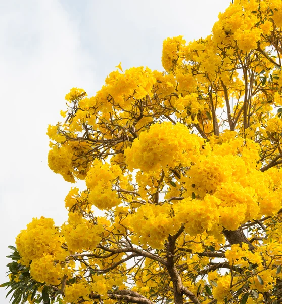 Árbol trompeta de plata — Foto de Stock