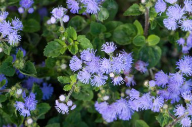 Güzel mavimsi Menekşe Ageratum çiçek yatakta