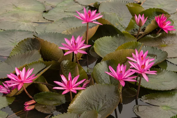 ピンク色の新鮮な蓮の花の花 — ストック写真