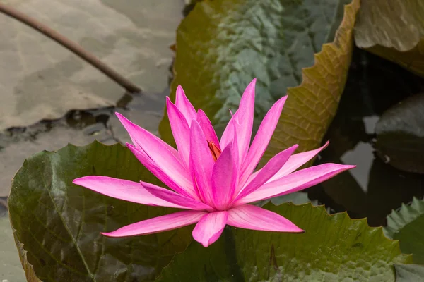 Roze kleur verse lotus bloem bloeien — Stockfoto