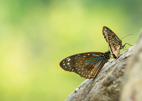 Mariposa rayada negra y azul — Foto de Stock