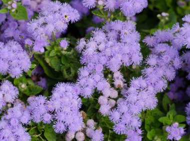 Güzel mavimsi Menekşe Ageratum çiçek yatakta