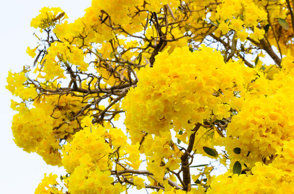 Серебряная труба
