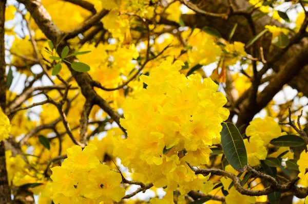 Árbol trompeta de plata — Foto de Stock