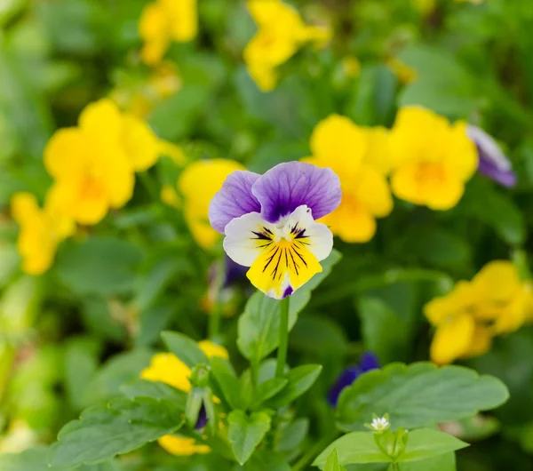 Pensies flowers, viola tricolor pansy — Stock Photo, Image