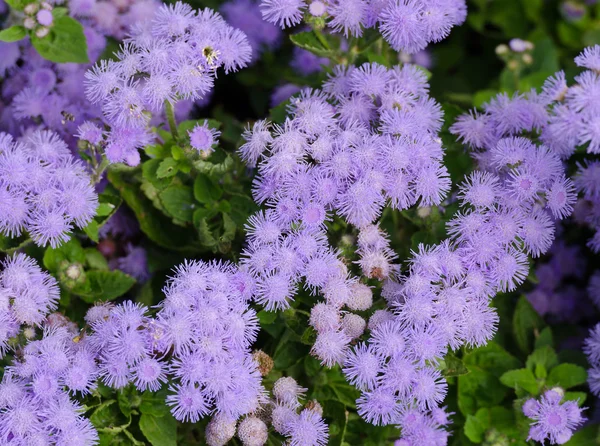 Linda violeta azulada Ageratum no canteiro de flores — Fotografia de Stock