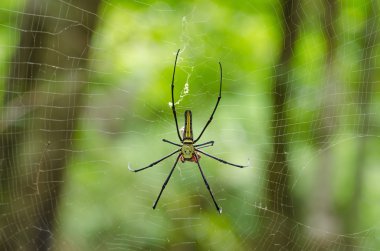 dev bir ağaç örümcek (nephila maculata, nephila pilipes)