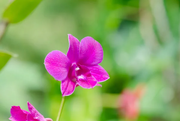 Flor de orquídeas de close-up — Fotografia de Stock