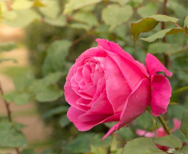 Bahçedeki güzel pembe gül