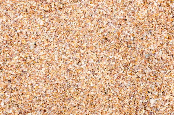 Shell background on a sand beach — Stock Photo, Image