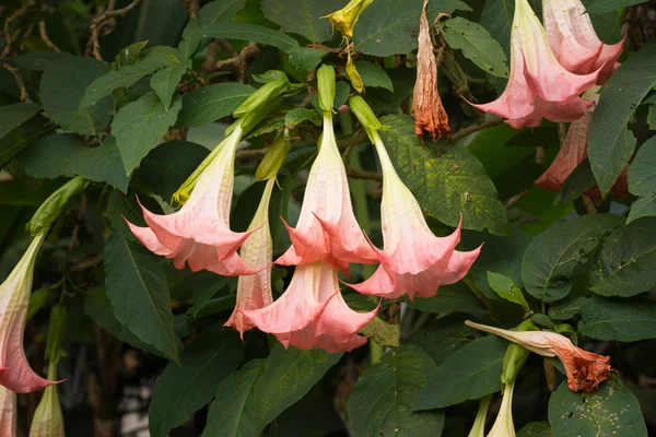 Pink angel trumpet flower — Stock Photo, Image